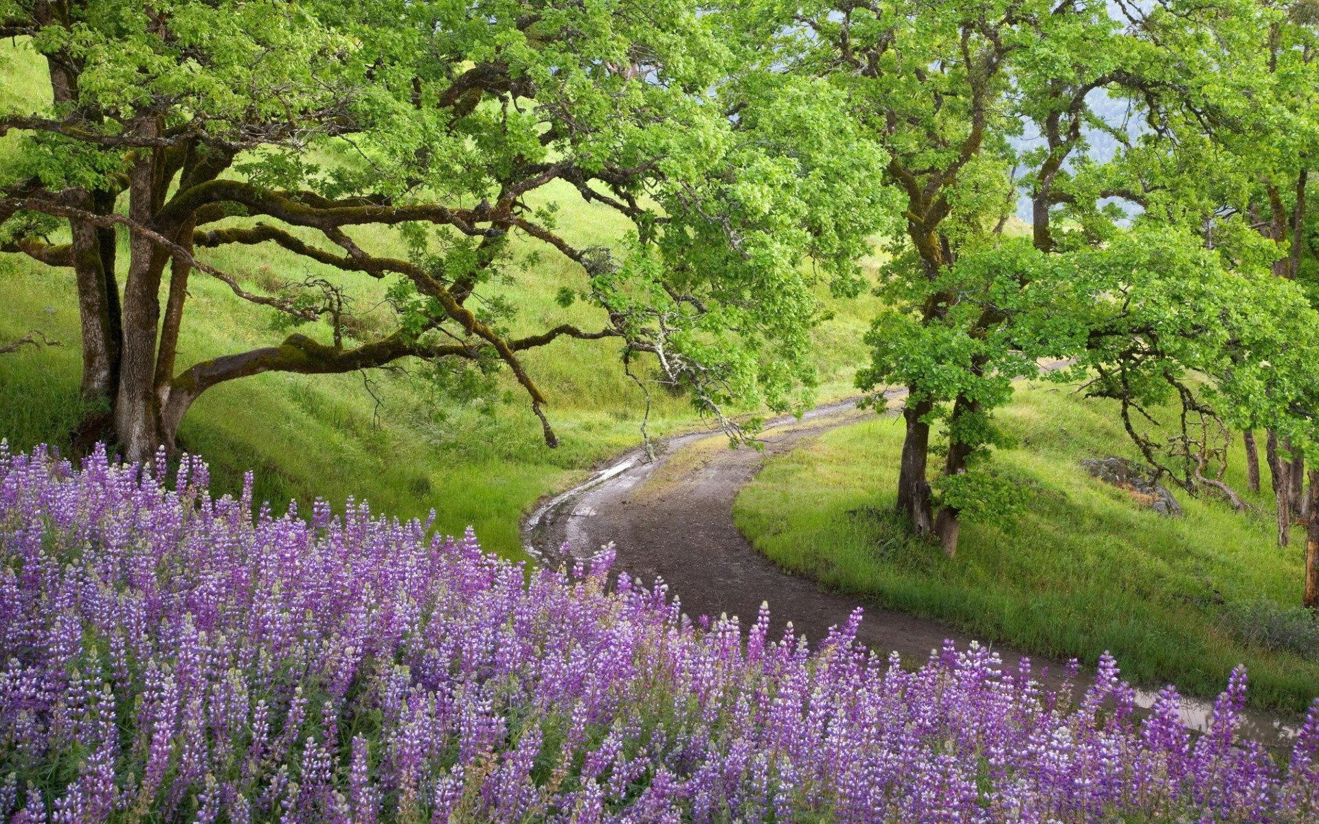 paisaje flor paisaje naturaleza árbol flora jardín verano al aire libre campo estación madera hierba campo hoja parque heno medio ambiente rural bluming