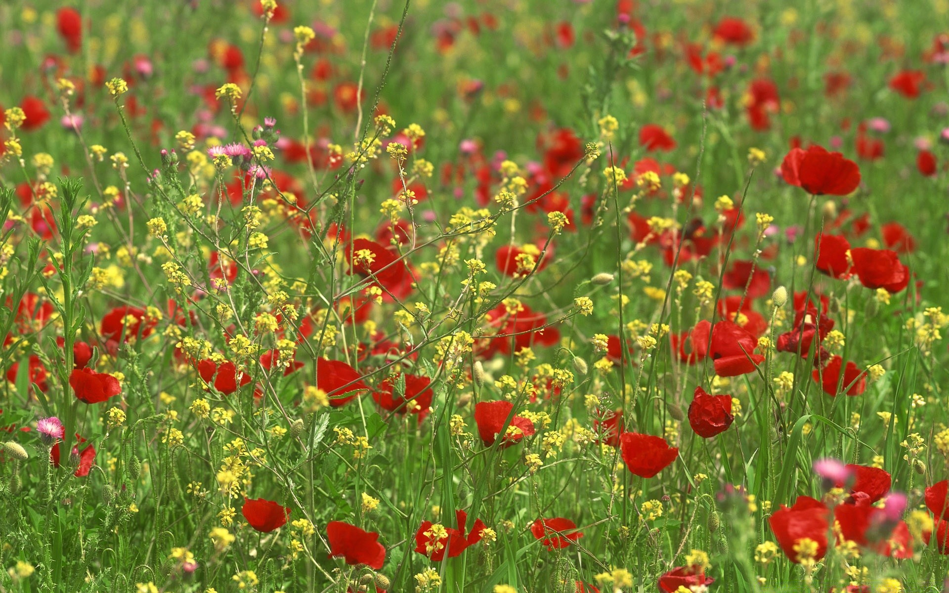 paesaggio poppy fiore campo flora natura fieno estate floreale giardino fiore petalo rurale erba foglia fiore selvatico stagione colore luminoso crescita close-up