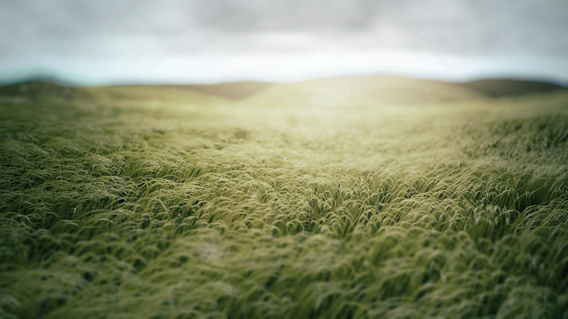 paisaje campo hierba naturaleza verano trigo paisaje sol granja rural buen tiempo cereales heno crecimiento escritorio suelo pasto puesta del sol amanecer oro