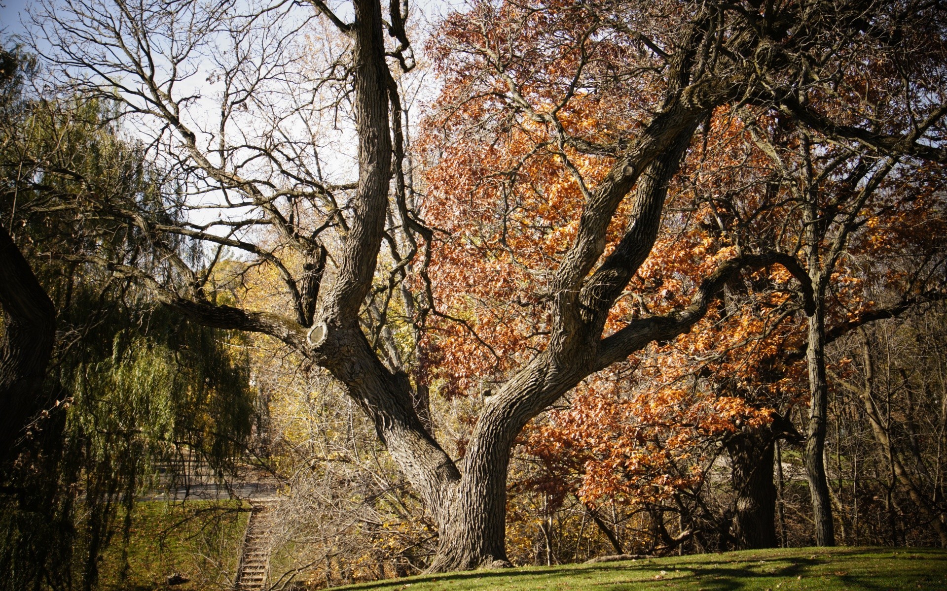 landscapes tree fall wood nature landscape park leaf season branch trunk outdoors scenic scenery environment oak guidance dawn scene