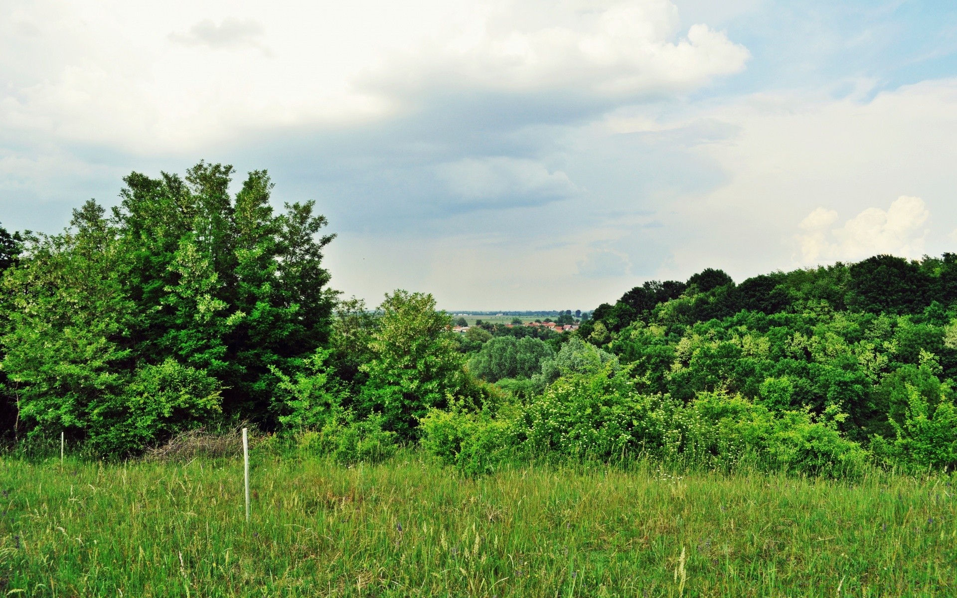 paysage paysage nature arbre agriculture flore environnement été rural champ extérieur bois campagne feuille herbe croissance scénique ferme ciel scène