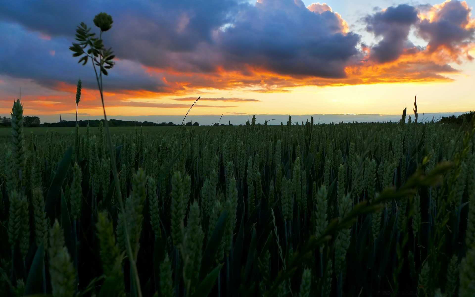 landscapes agriculture farm landscape field sunset dawn cereal rural crop wheat sun countryside sky nature pasture corn growth outdoors cropland