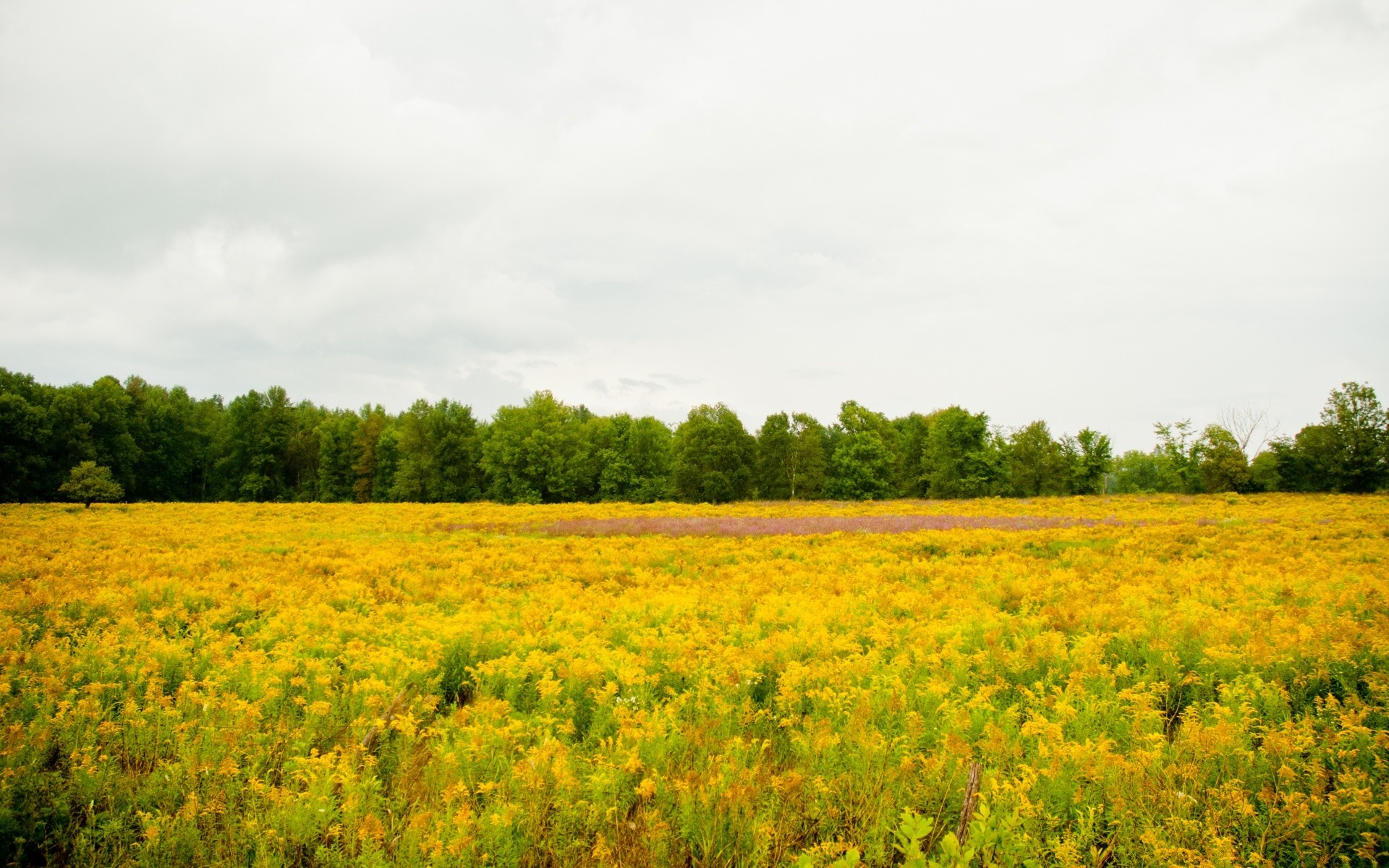 landschaft landschaft natur landwirtschaft landschaft ländlichen raum sommer feld im freien baum himmel bauernhof gras weide gutes wetter blume heuhaufen landschaftlich wachstum land