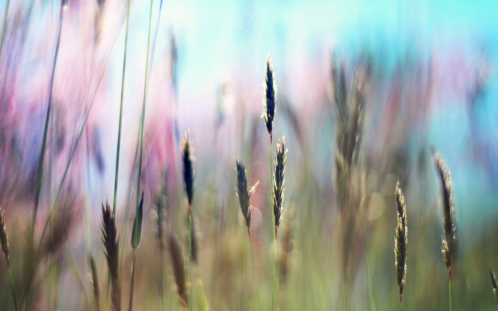 paysage nature été herbe croissance rural champ soleil flore lumineux beau temps blé à l extérieur feuille pâturage céréales campagne foin ferme paille