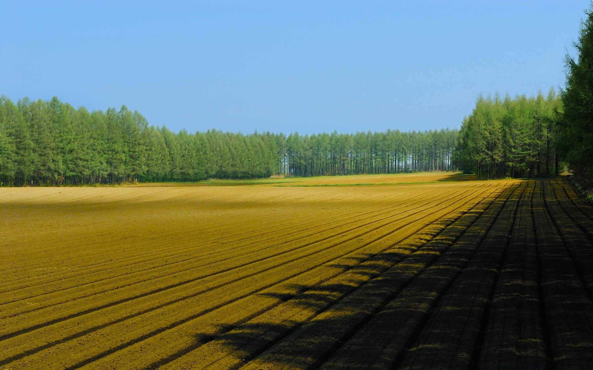 paesaggio albero paesaggio legno natura all aperto cielo estate rurale