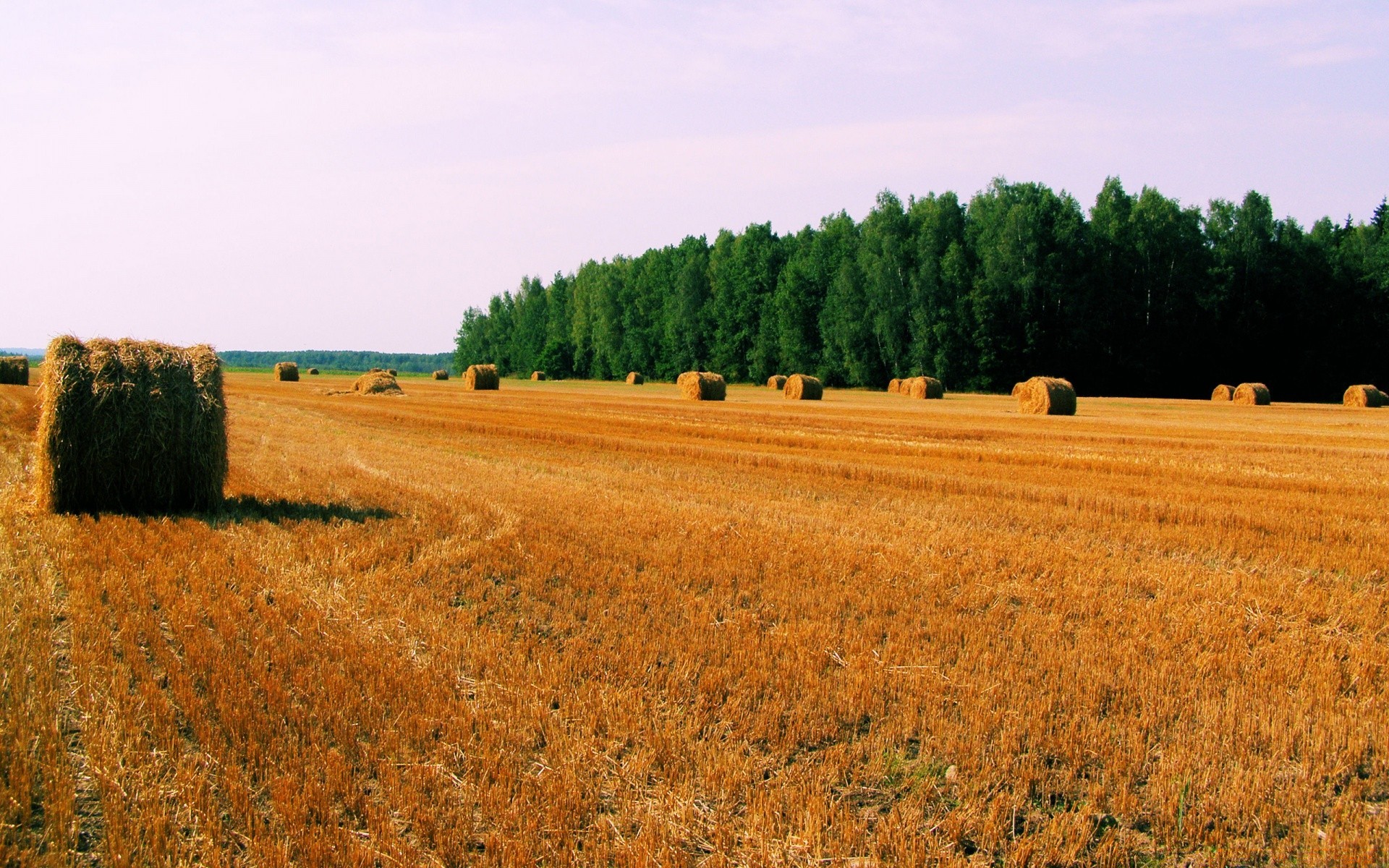 пейзажі сільське господарство пшениці сільських сільській місцевості пасовище пластівці ферма поле сіно оброблювані землі пейзаж на відкритому повітрі соломи урожай кукурудза сільгоспугіддя природа небо літо