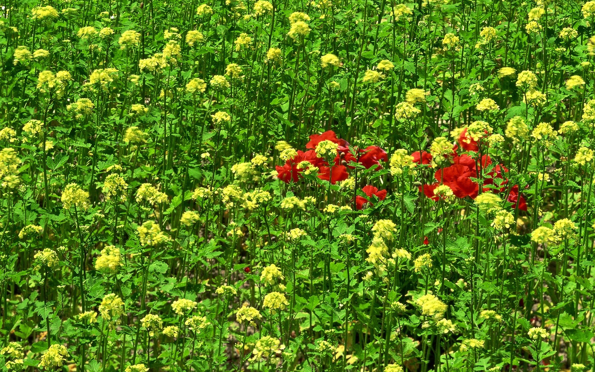 landscapes flower nature flora summer leaf field garden growth floral grass agriculture hayfield fair weather lawn outdoors season blooming bright farm petal