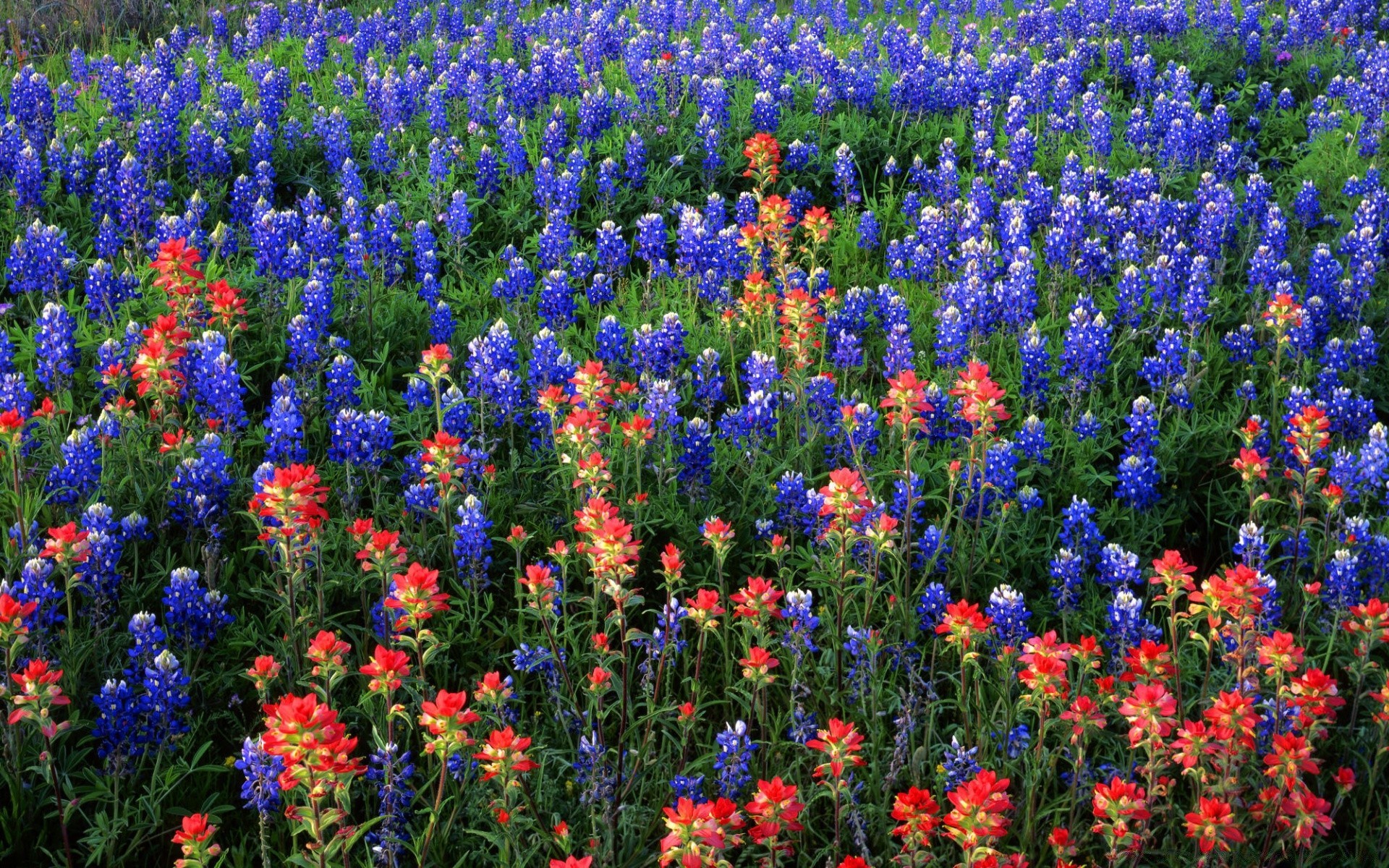 landscapes flower field flora nature hayfield lupine summer floral color outdoors blooming garden grass season growth bright petal rural wildflower