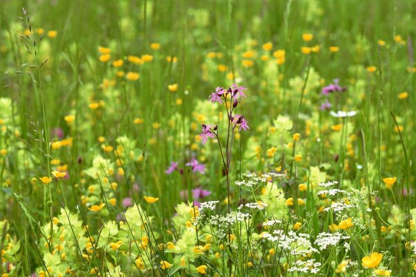 Hierba de flores de verano en la naturaleza