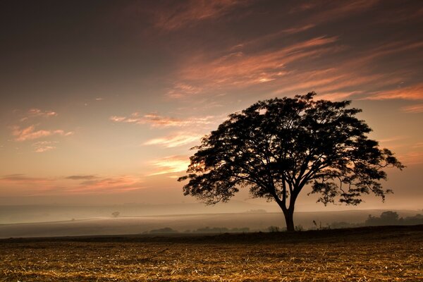 Ordem da noite, pôr do sol