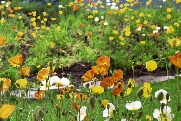 Armonía floral naturaleza campo