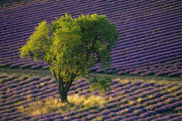 Albero verde sul campo di lavanda