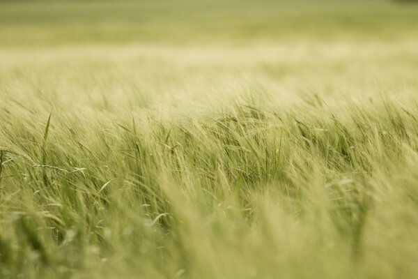 Trigo espigado macro instantánea de trabajo rural