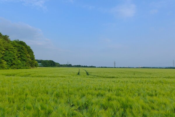 Blauer Himmel und grünes Feld