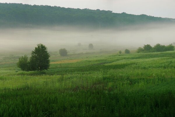 Landschaft der Natur im Morgennebel