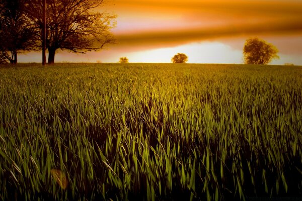 Dawn in a field of green grasses