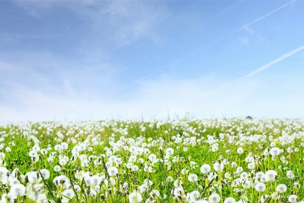 Blue sky and a field of dandelions