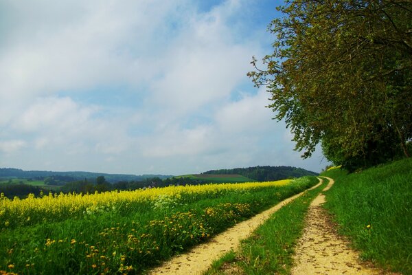 Camino del bosque en medio del cielo azul y la naturaleza verde