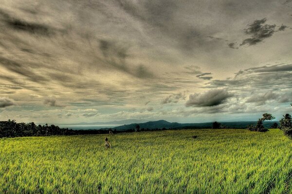 Cielo nebbioso sopra il campo verde