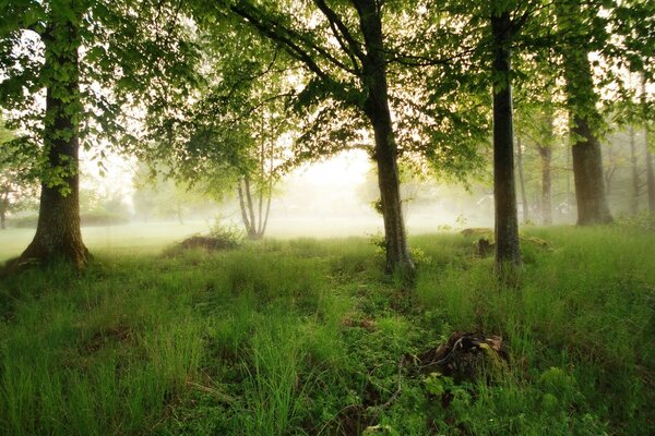 Champs et arbres, matin ensoleillé