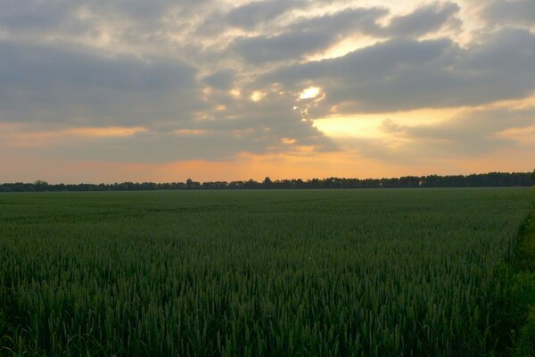 Campo de trigo plantado cielo azul horizonte