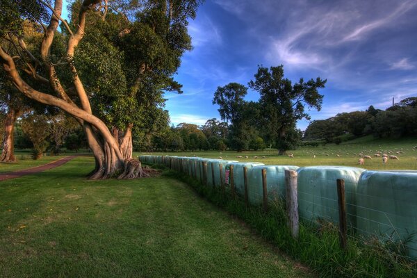 A tree by the fence in the field