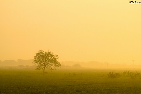 Landscape fog beautiful nature tree