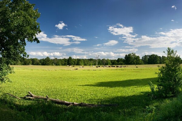 Cows walk on the green grass