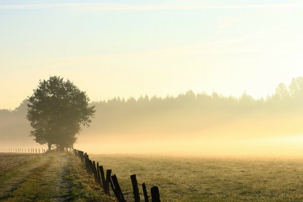 Niebla de la mañana en el campo al amanecer