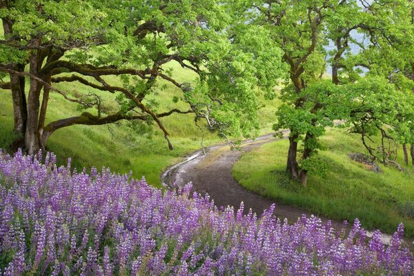 Ein Kurvenwanderweg durch den grünen Wald