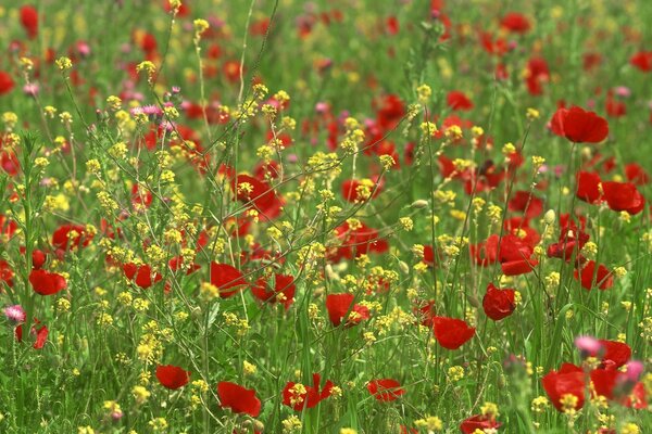 Gelbe und rote Blumen auf der Lichtung