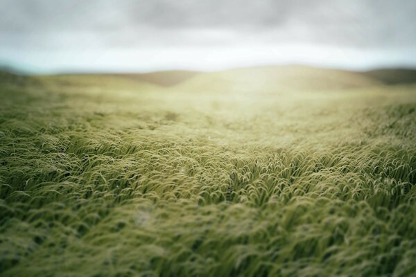 Hierba verde de la mañana en el campo