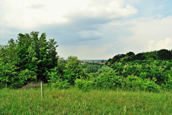 Natura letniego słonecznego dnia