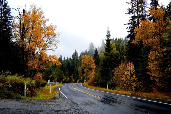 Camino húmedo a través del bosque de otoño