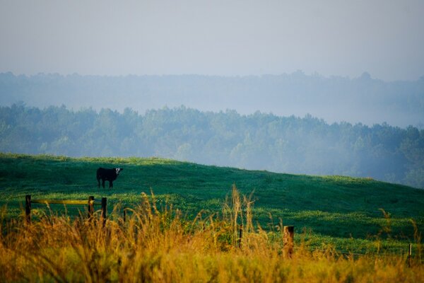 Em um prado verde pastando uma vaca