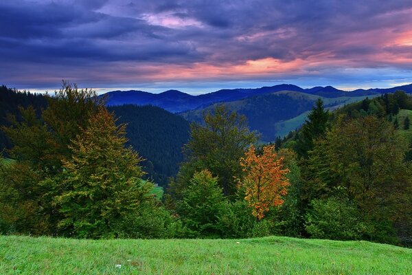 Paisaje de árboles forestales de otoño