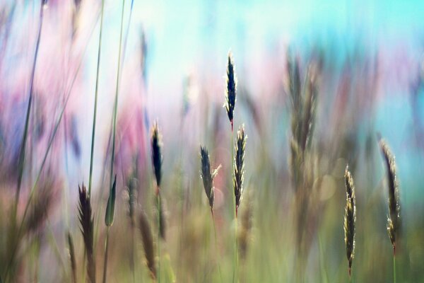 Dünne Ährchen auf verschwommenem Hintergrund