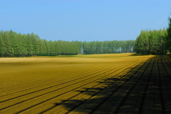 Green trees near the sown field