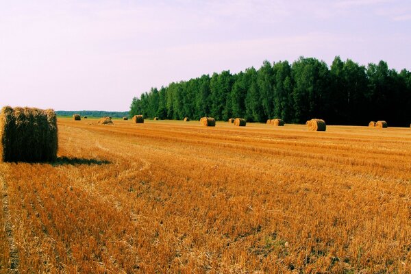 Champ de blé après la récolte dans la campagne