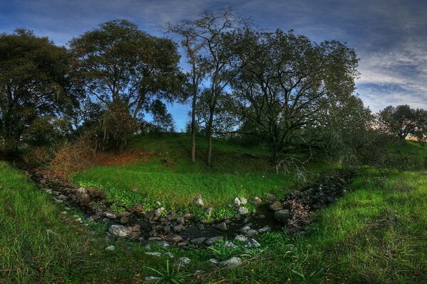 Paysages luxuriants d arbres et d herbe!