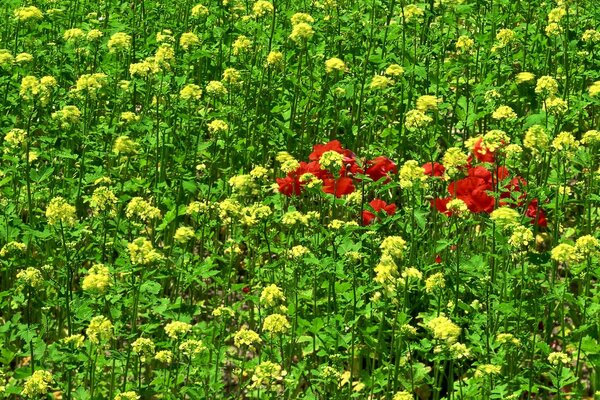 A bush of red flowers on a green field