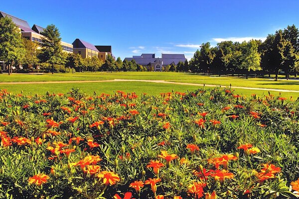 Rote Blumen auf dem Hintergrund der Landschaft