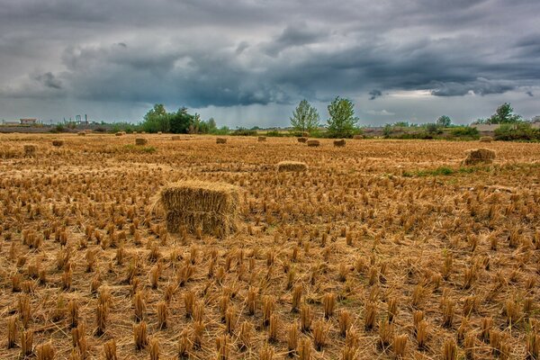 Snob in un campo di grano raccolto