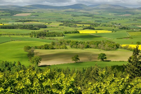 Green landscape of the countryside