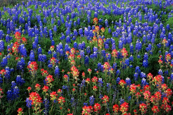 Paisaje con un campo de flores