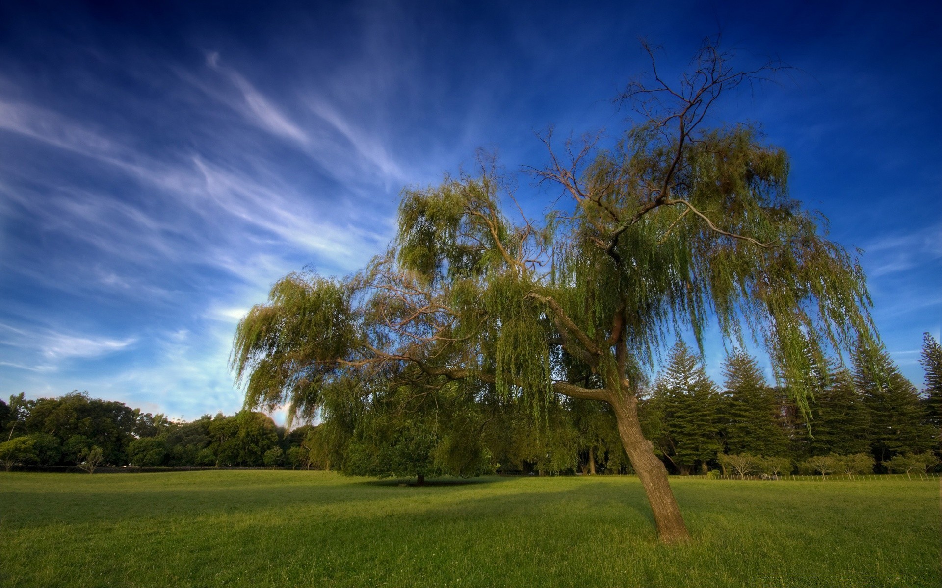 paysage arbre herbe paysage nature à l extérieur ciel aube lumière du jour beau temps soir soleil coucher de soleil lumière