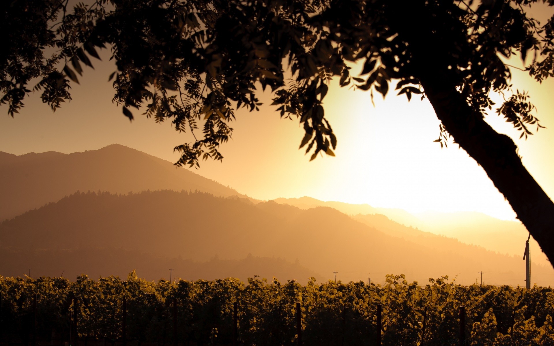 paysage rétro-éclairé coucher de soleil aube arbre silhouette soirée paysage brouillard à l extérieur crépuscule montagnes brouillard ciel nature soleil lumière voyage bois