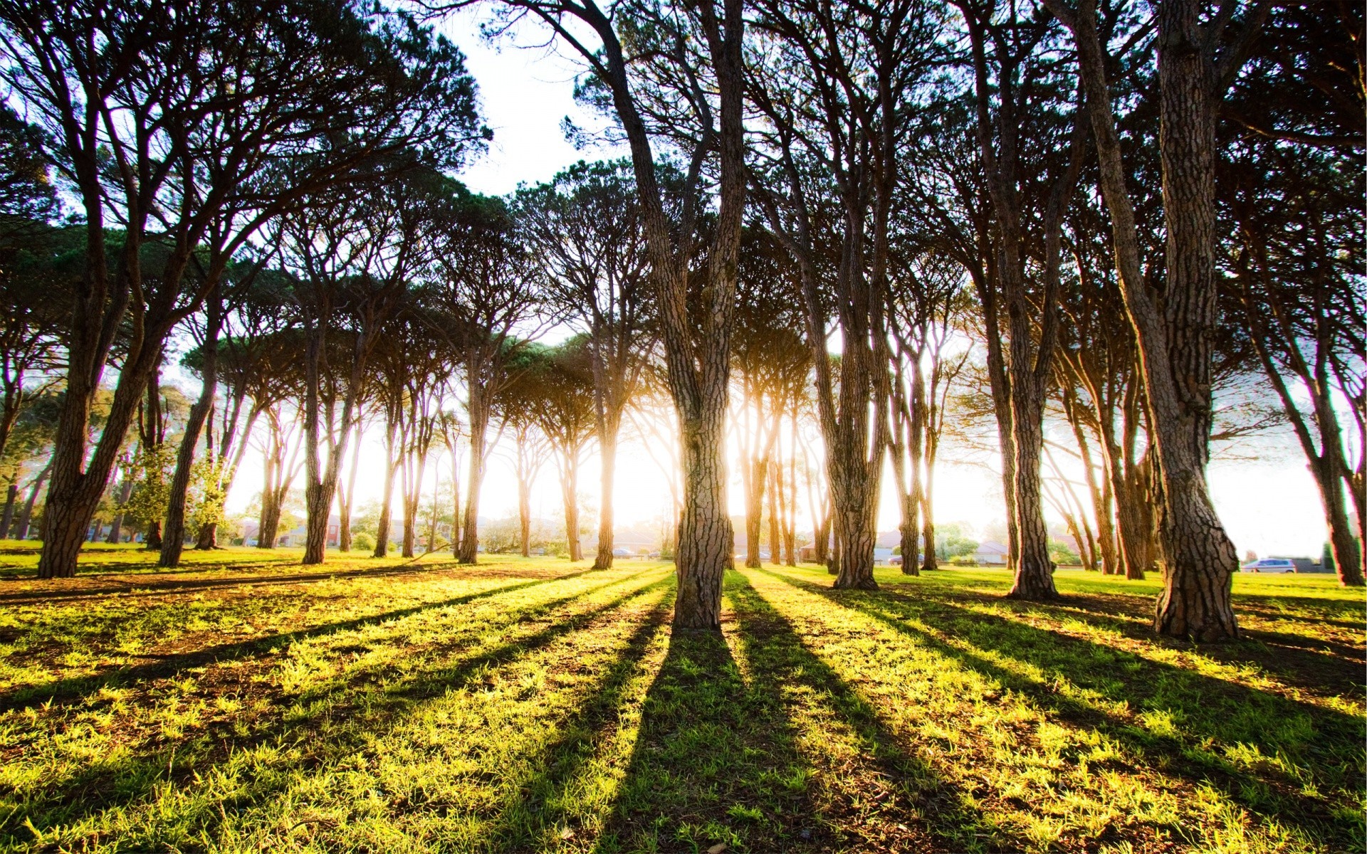 landschaft baum landschaft natur holz park gras blatt im freien führer des ländlichen landschaftlich landschaftlich dämmerung gutes wetter flora jahreszeit sonne land