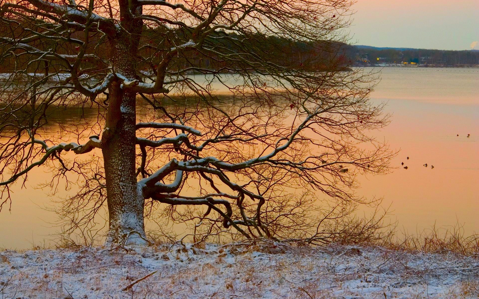 paisaje árbol paisaje naturaleza amanecer invierno otoño al aire libre puesta de sol agua cielo madera rama temporada noche tiempo buen tiempo sol medio ambiente escénico