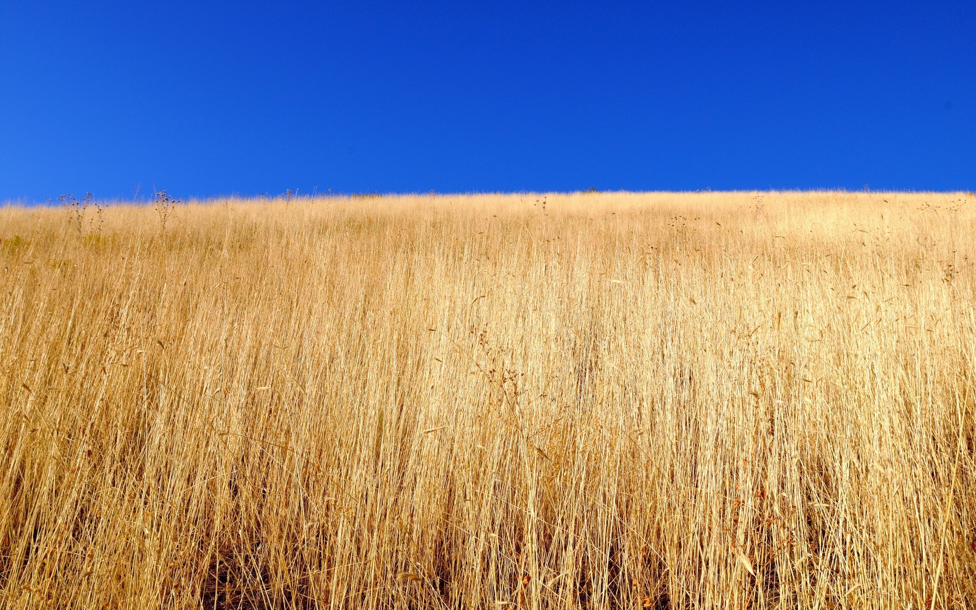 landscapes landscape cereal gold field wheat nature sky crop rural farm pasture agriculture country outdoors desktop environment grassland hayfield grass